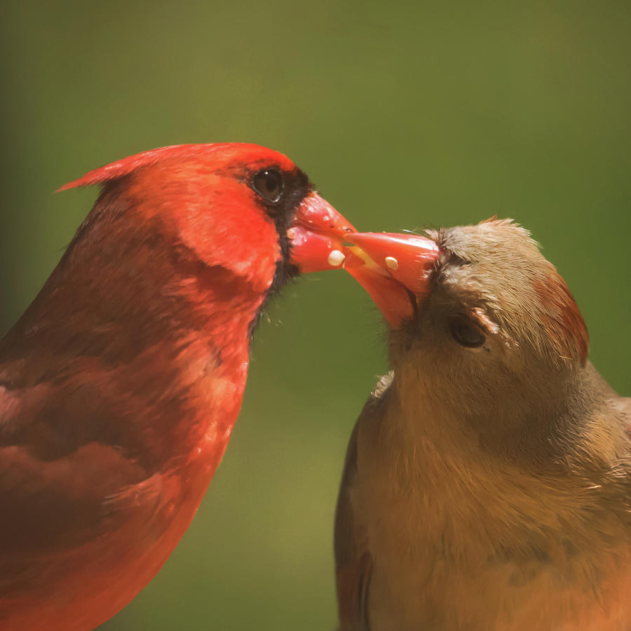 Love Is In The Air Cardinals Square Photograph by Terry DeLuco