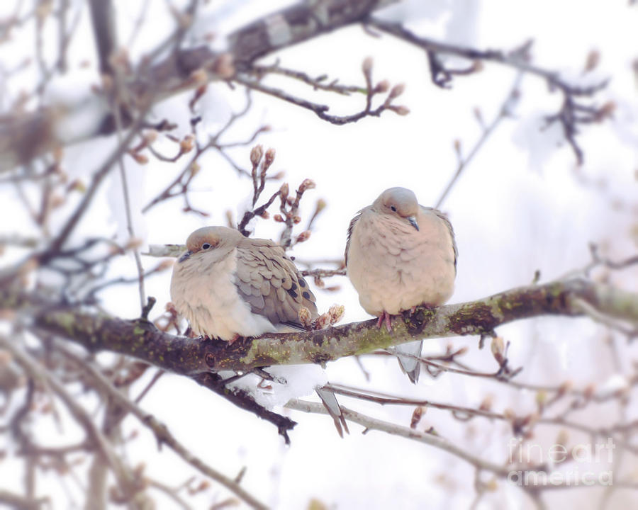 Love Is In The Air - Mourning Dove Couple Photograph by Kerri Farley