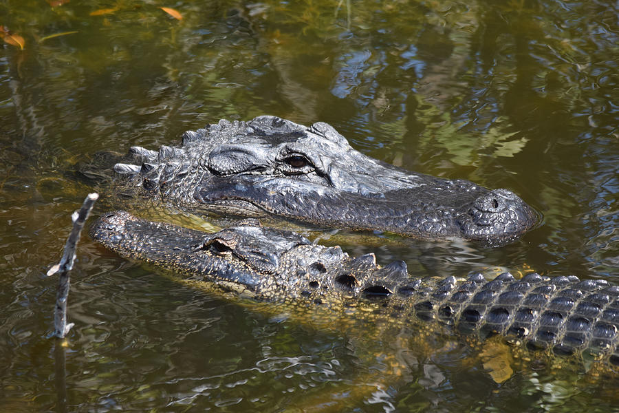 Alligator Photograph - Love is in the Water by Jim Bennight