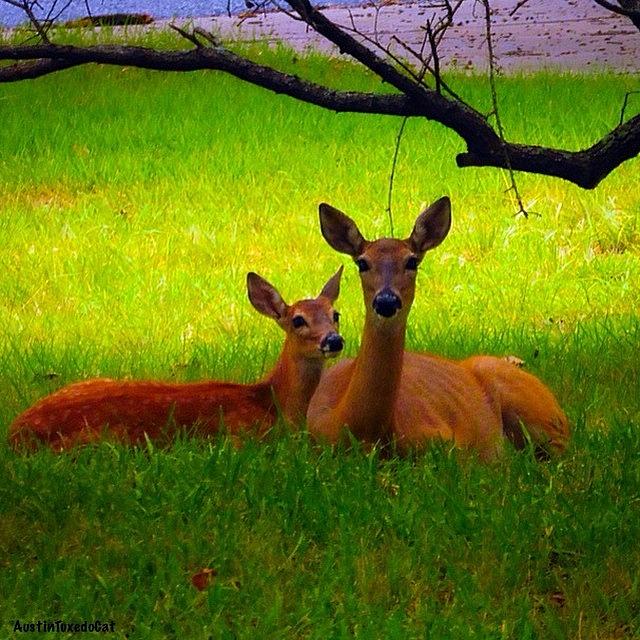 Deer Photograph - #love It When These Two Are On My Front by Austin Tuxedo Cat