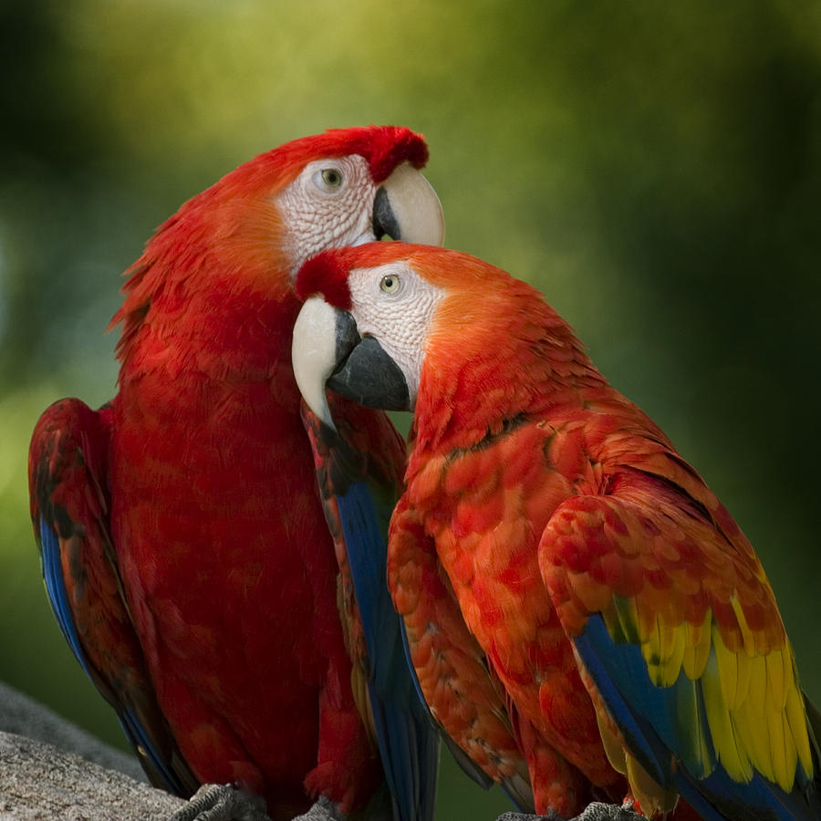 Bird Photograph - Love  by Joseph G Holland