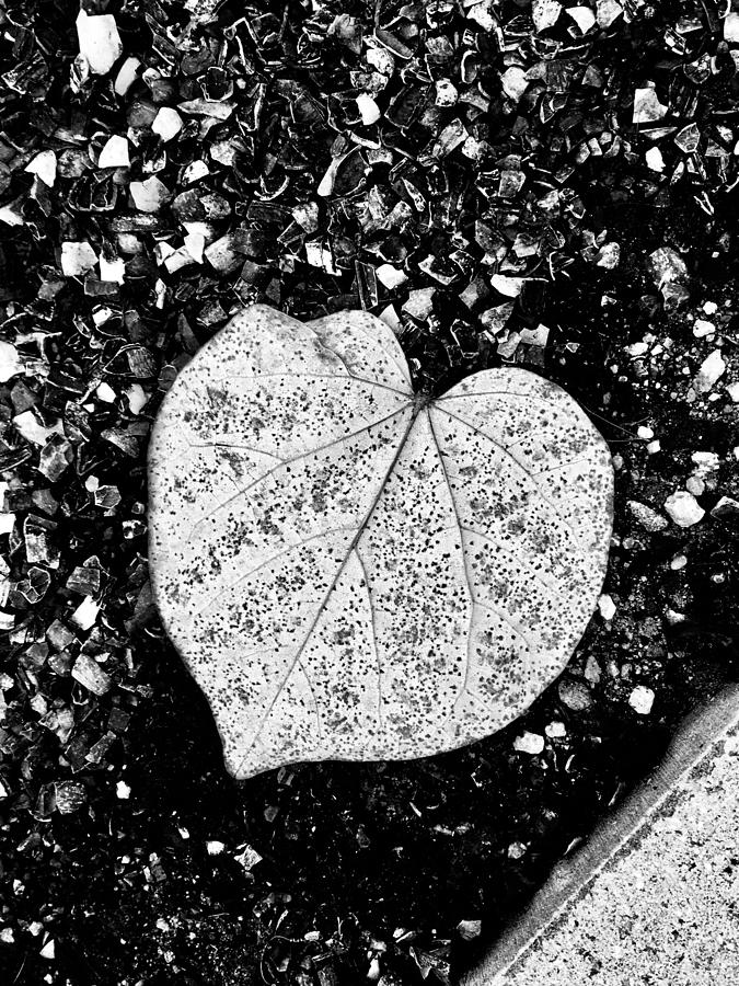 Black And White Photograph - Love Leaf by Bitcoin Giraffe