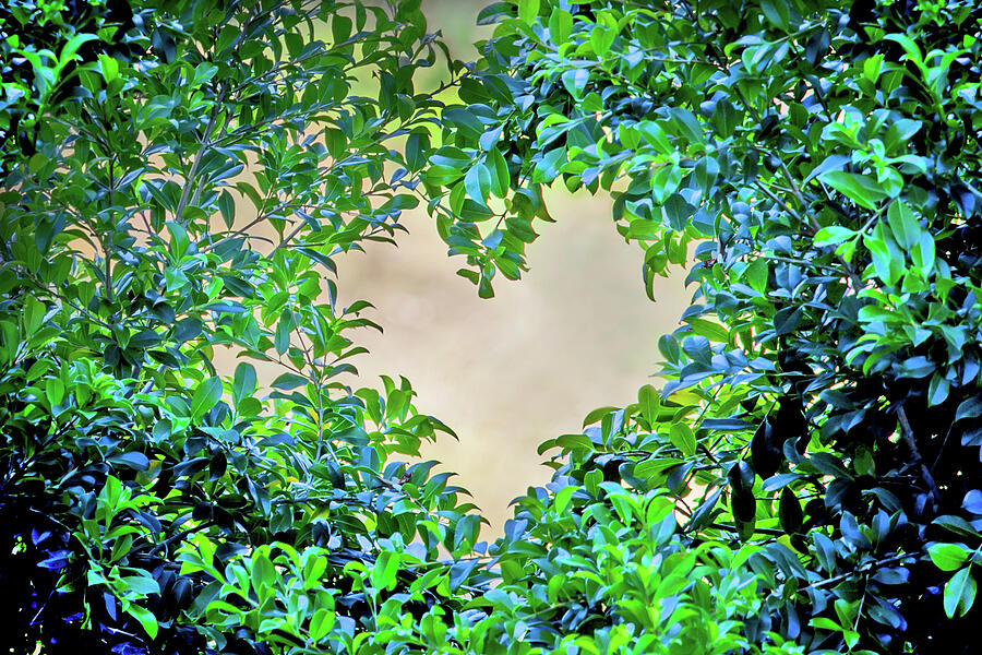 Nature Photograph - Love Leaves by Az Jackson