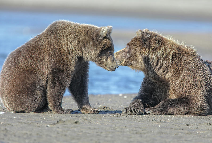 Bear Photograph - Love by Leigh Lofgren