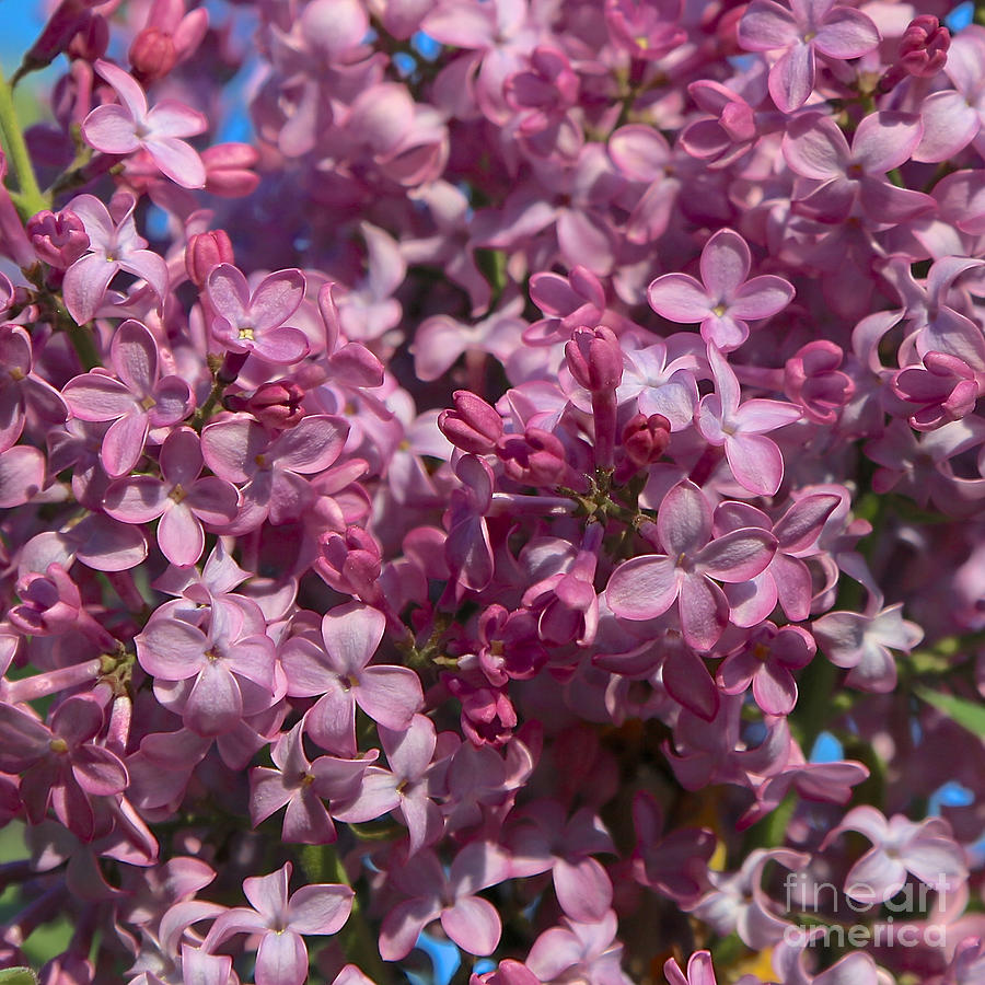 Love Lilacs Photograph by Carol Groenen