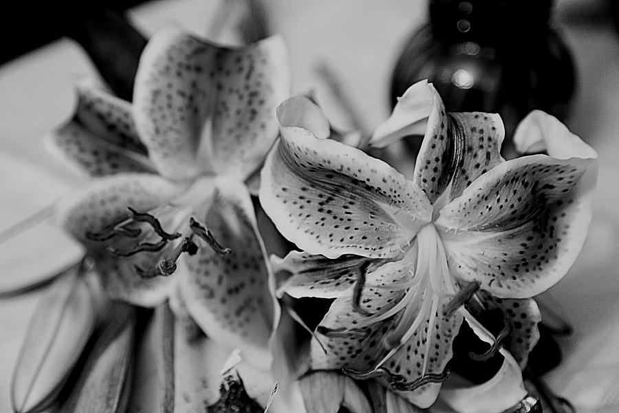 Love Lilies Photograph by Theresa Campbell
