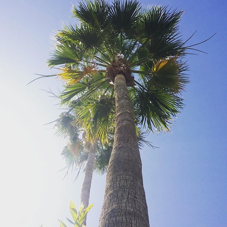 Phoenix Photograph - Love Me Some #palmtrees! Can You Tell? by Sarah Marie