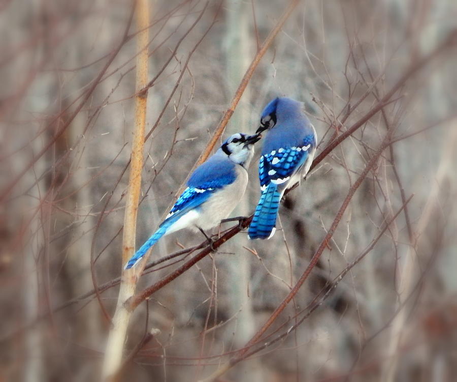 Blue Jay Photograph - Love me tender by Karen Cook