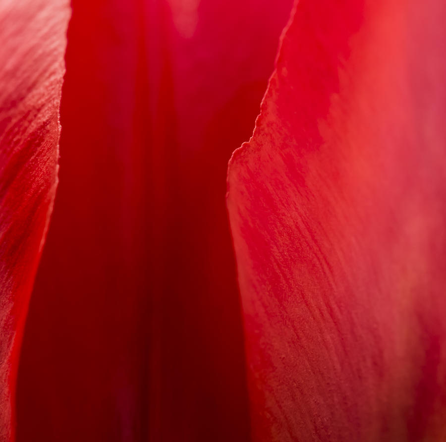 Tulip Photograph - Love by Melinda Wolverson