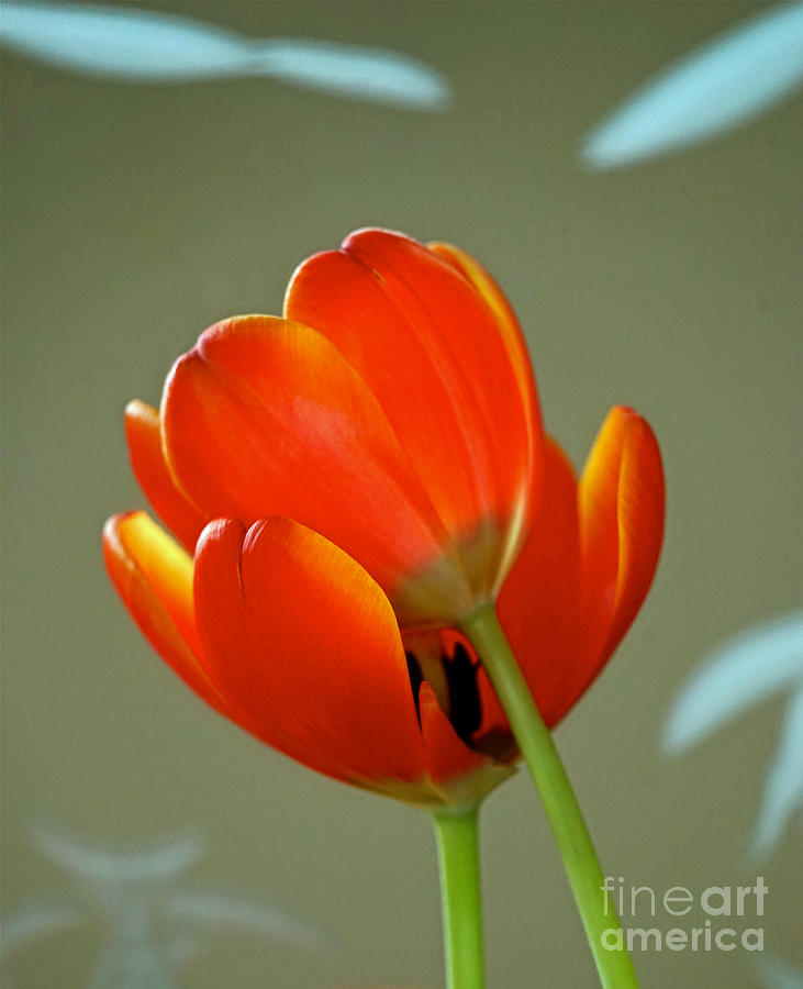 Tulip Photograph - Love by Michael Cinnamond