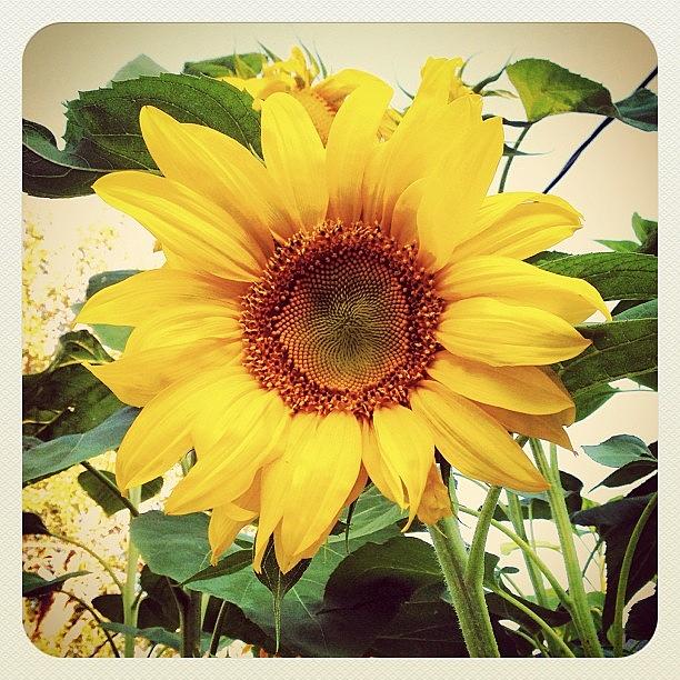 Love Mommas Sunflowers!! Photograph by Sarah Osborn
