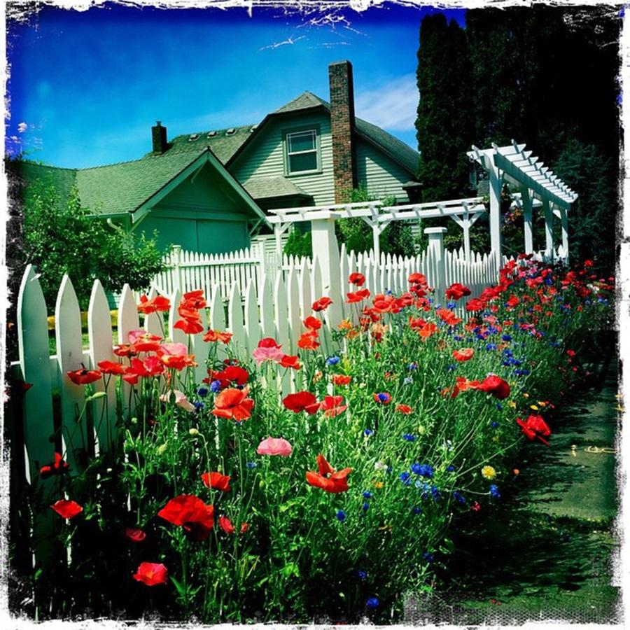 Poppy Photograph - Love My Neighborhood #poppies by Ginger Oppenheimer