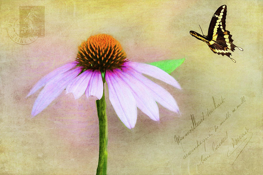 Butterfly Photograph - Love Note by Cathy Kovarik