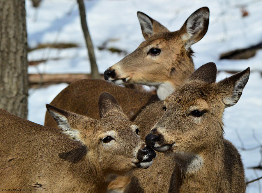 Love of Deer Photograph by Mark and Kim Nagelhout - Pixels