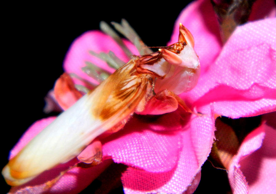 Nature Photograph - Love Of Pink by Sarah Kotora