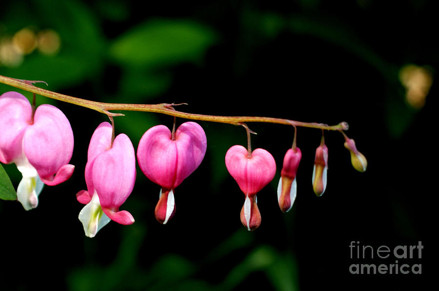 Spring Photograph - Love on the Line by Valerie Fuqua