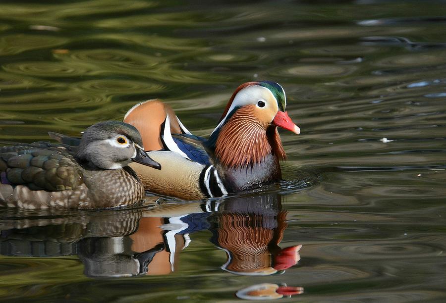 Love On The Pond Photograph by Fraida Gutovich