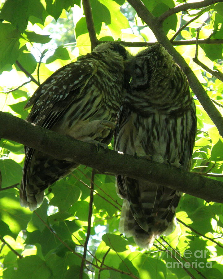 Love Owls Photograph by Lainie Wrightson