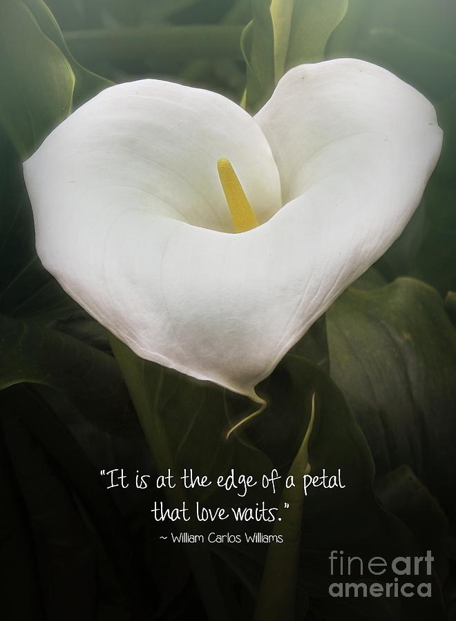Lily Photograph - Love by Peggy Hughes