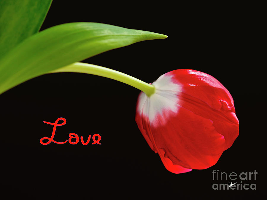 Love - Red Tulip Photograph by Alana Ranney