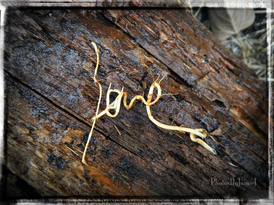 Love Roots Photograph by Jamie Johnson