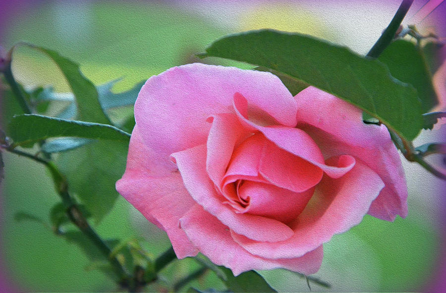 Love - Rose Photograph by Harsh Malik