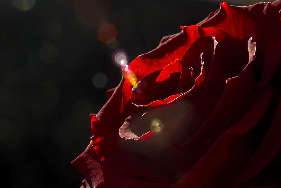 Love Rose Photograph by Svetlana Sewell