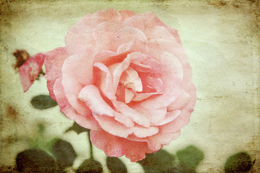 Love Rose Photograph by Toni Hopper