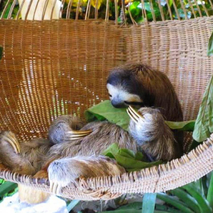Love Sloths And Love Costa Rica, So The Photograph by Dante Harker