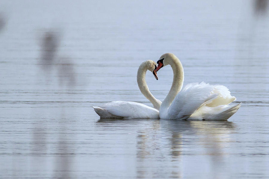 Love story - Mute swans - Cignus olor Photograph by Jivko Nakev