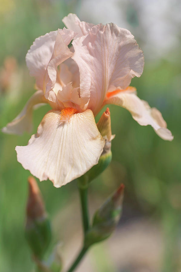 Love Story. The Beauty of Irises Photograph by Jenny Rainbow