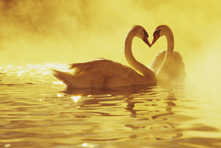 Love Swans Photograph by Brent Black - Printscapes