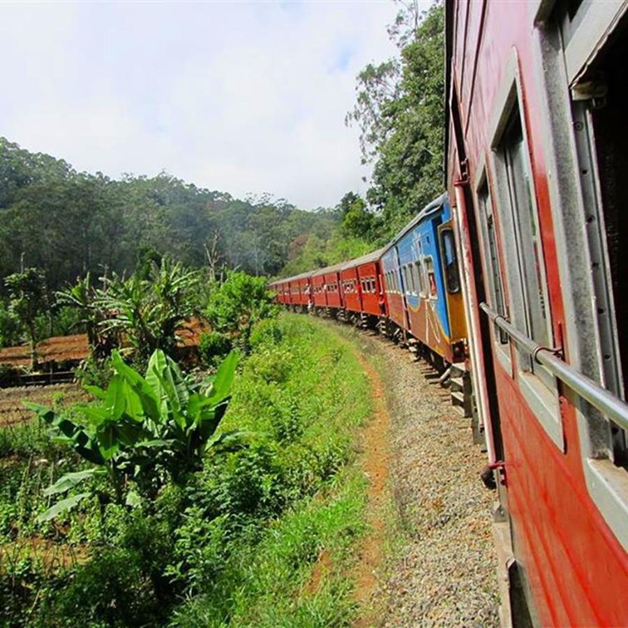 Jungle Photograph - Love Taking The Train While Travelling by Dante Harker