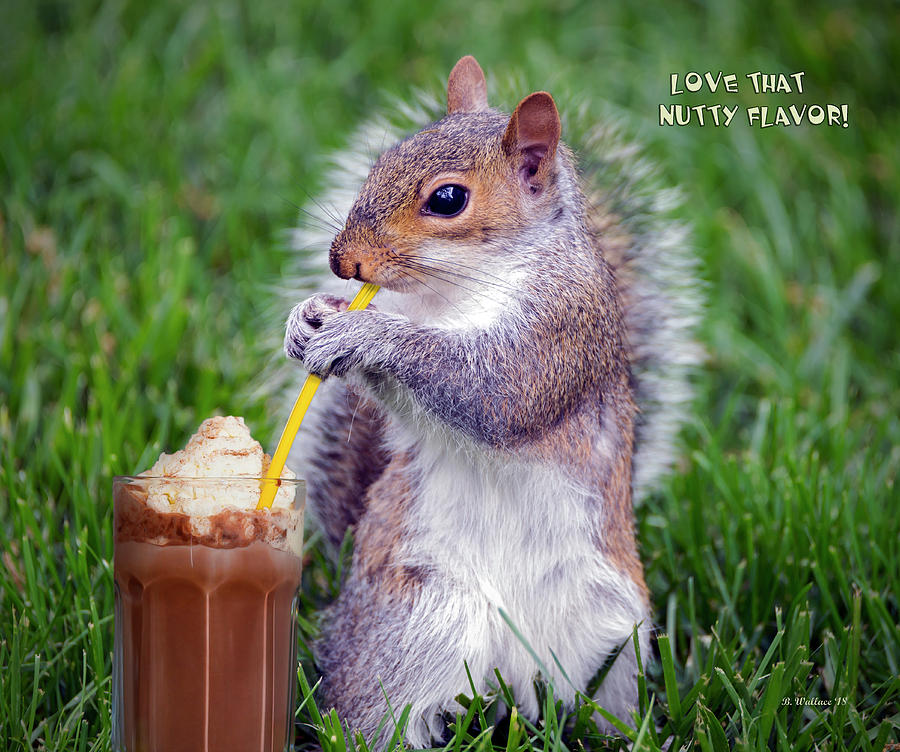 Love That Nutty Flavor Photograph by Brian Wallace