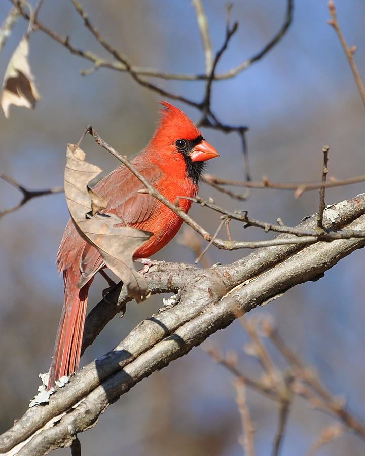 Love that Red Photograph by Pam Garcia | Fine Art America