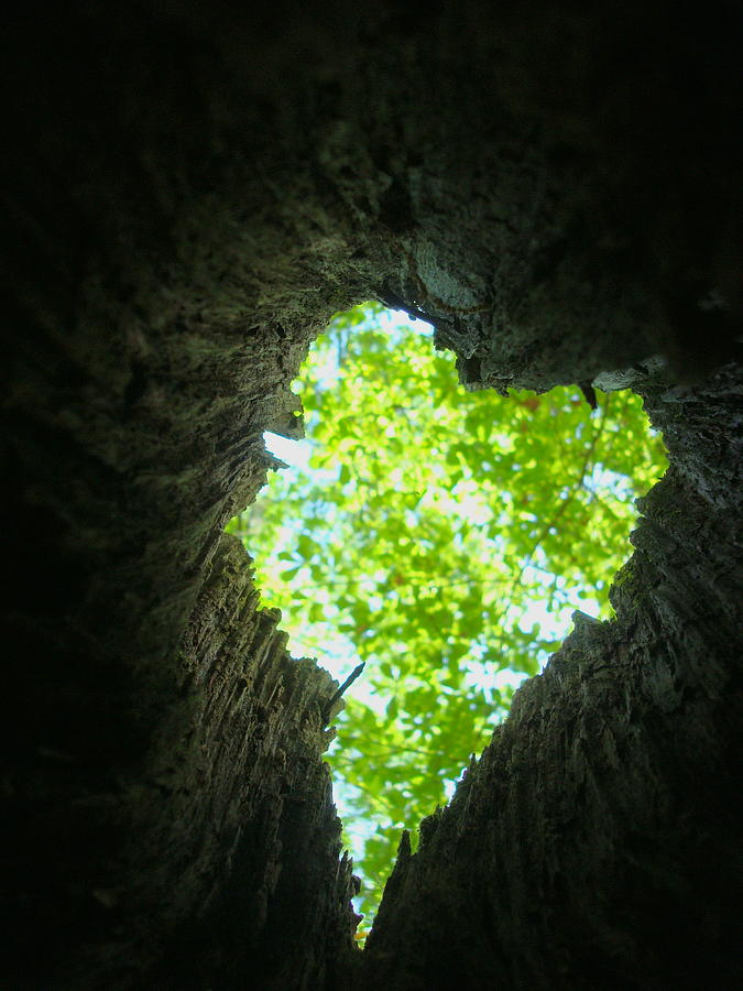 Love The Forest Photograph by Julie Pappas