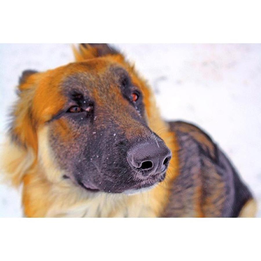 Dog Photograph - Love This Guy. #germanshepherd #dog by Ben Strahsburg