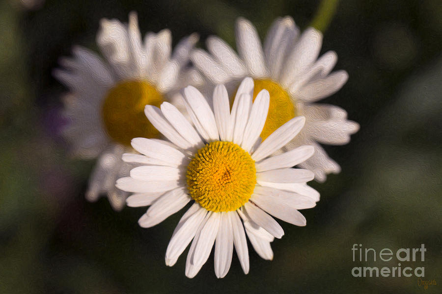 Love Triangle Methow Valley Flowers by Omashte Photograph by Omaste Witkowski