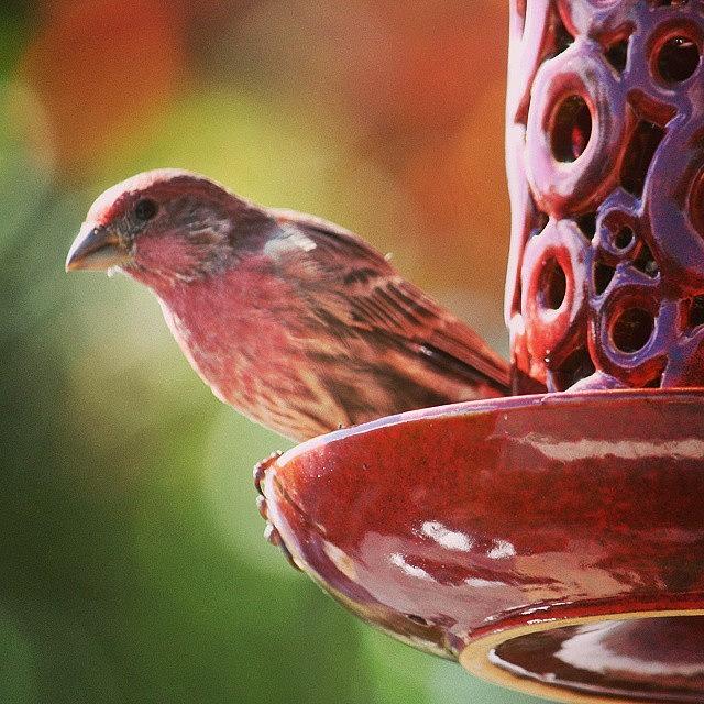 Love Watching My Bird Feeder! 🐦🐤 Photograph by Tara White