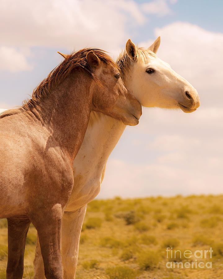 Love Wild Horses Photograph by Jerry Cowart