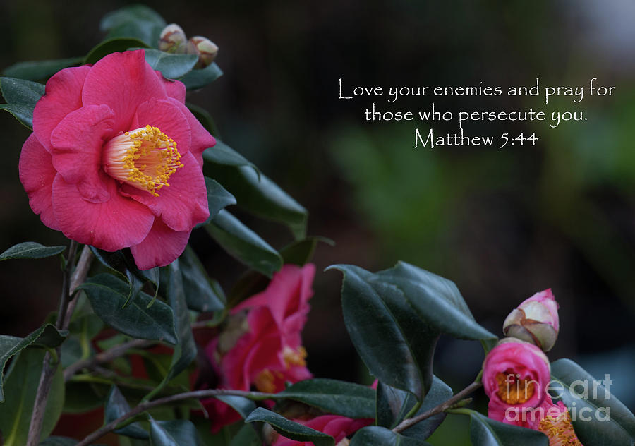 Love Your Enemies Photograph by Dale Powell