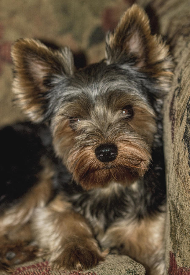 Loveable Yorkie  Photograph by Kathy Clark