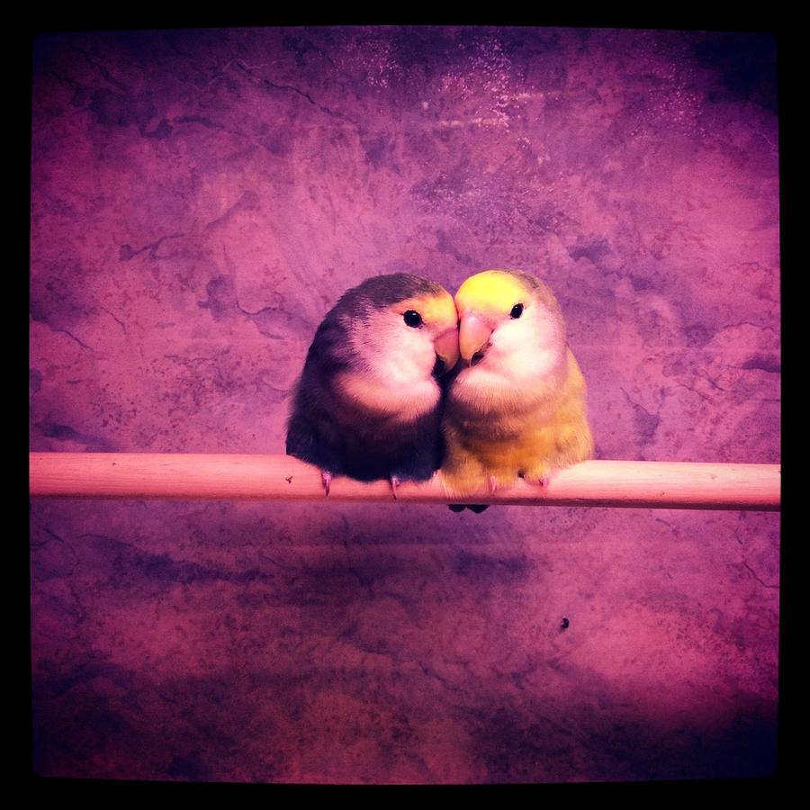 Lovebirds Photograph by Lora Mercado