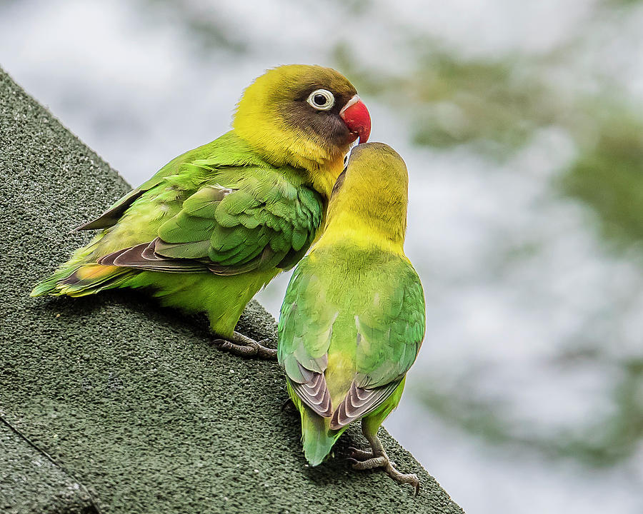 Lovebird Photograph - Lovebirds On A Roof by Morris Finkelstein