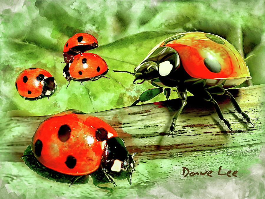 Ladybug Mixed Media - Loveliness of Ladybugs by Dave Lee
