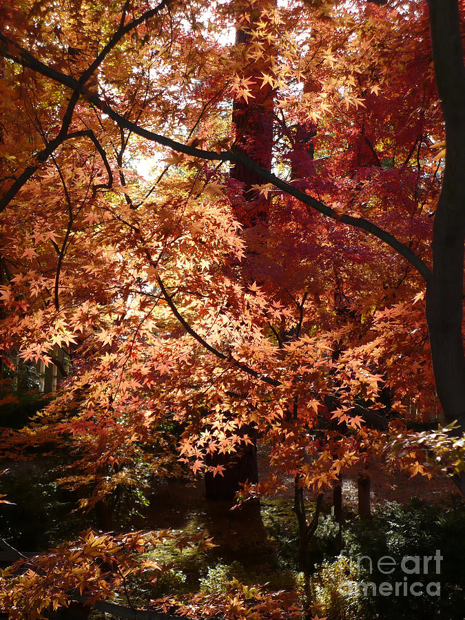 Lovely Autumn Tree Photograph by Carol Groenen