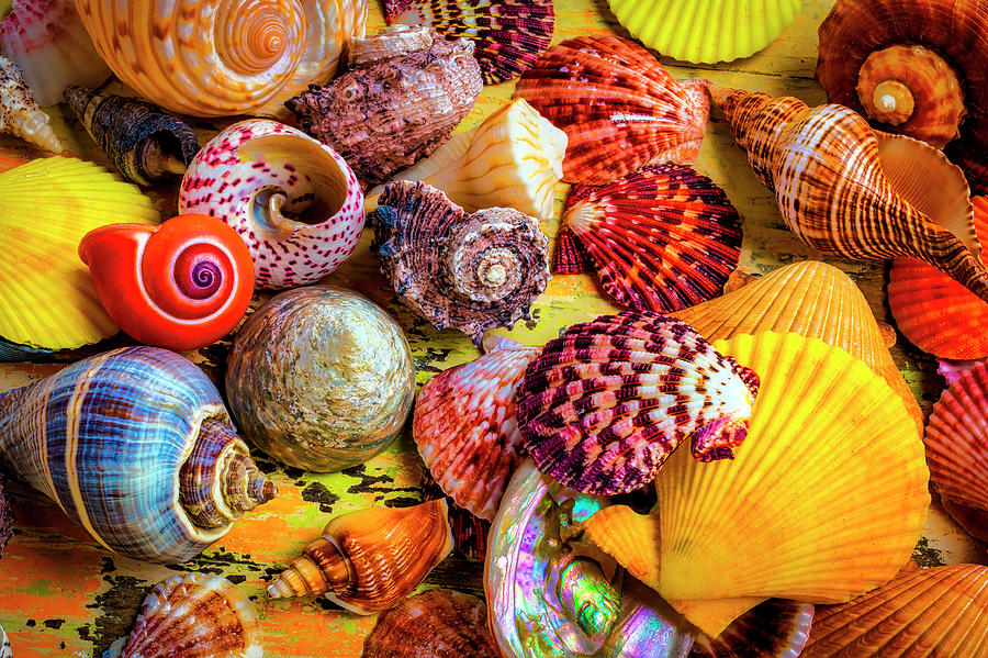 Lovely Beautiful Seashells Photograph by Garry Gay