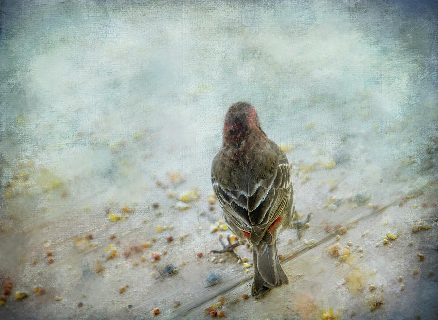 Lovely Bird feathers Digital Art by Terry Davis