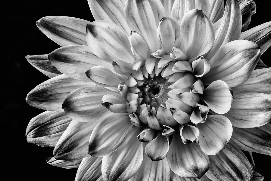 Still Life Photograph - Lovely Black And White Dahlia by Garry Gay