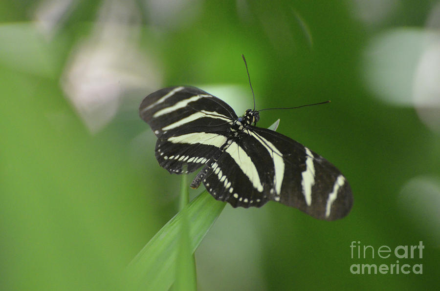 Lovely Black and White Zebra Butterfly in the Spring Photograph by DejaVu Designs